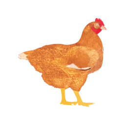 My Poultry Manager - Farm app のアイコン